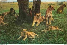 Animaux fauves lion d'occasion  Fruges