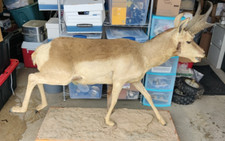 Lifesize pronghorn antelope for sale  Saint Ignace
