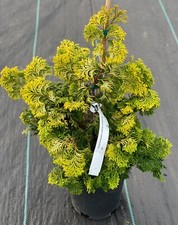 Chamaecyparis obtusa confucius for sale  Mount Pleasant