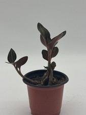 Jewel orchid ludochilus for sale  Monroe