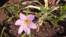 Pink rain lily for sale  Iron Mountain