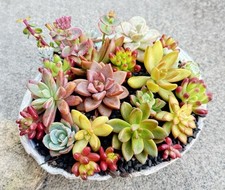 Beautiful colorful healthy for sale  Cotati