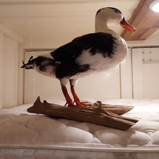Captive raised duck for sale  Centreville