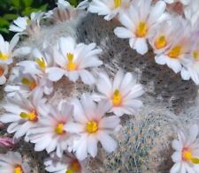 Mammillaria lenta pianta usato  Monterosso Almo