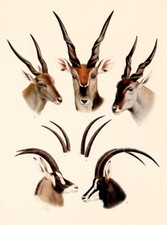 Eland antelope horns for sale  USA