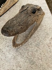 Alligator head taxidermy for sale  Somerset
