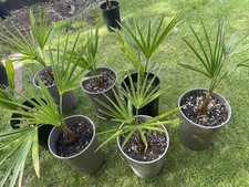 Trachycarpus kinla hill for sale  BRIERLEY HILL