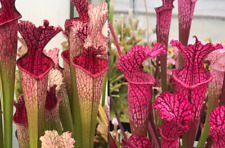 Sarracenia seed pink for sale  Lake Stevens