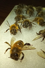 Real honey bees for sale  La Veta