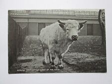 English wild cattle for sale  WORKINGTON