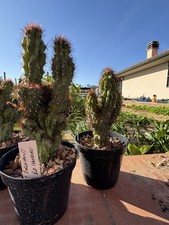 Cereus peruvianus monstruosus usato Cereus peruvianus monstruosus usato  Arezzo