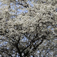 Prunus cerasifera prunier d'occasion Prunus cerasifera prunier d'occasion  Pouzauges