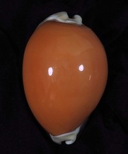 Cypraea aurantium rostrate usato  Italia