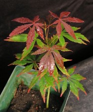 red bonsai tree for sale red bonsai tree for sale Rochester