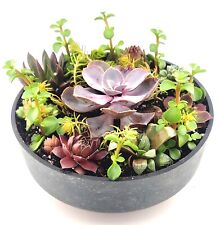 Round succulent garden for sale  Buckeye