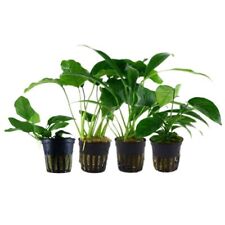 Anubias set pflanzen gebraucht kaufen  Worms