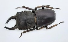 Lucanidae gnaphaloryx opacus usato  Spedire a Italy