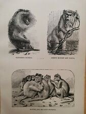 1860 monkey riginal gebraucht kaufen  Bad Nauheim