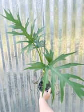 philodendron pot for sale philodendron pot for sale Homestead
