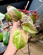 Rare philodendron white for sale  Austin