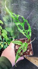 Monstera obliqua peru for sale  FAREHAM