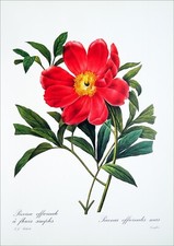 Usado, HERBIER - PIVOINE OFFICINALE à FLEURS SIMPLES -Planche couleur (d'après Redouté) comprar usado  Enviando para Brazil