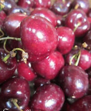 Cerisier gros fruits d'occasion  Metz-