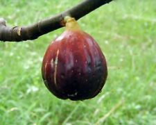 Fig tree magnolia for sale  Yucaipa