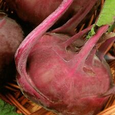 Samen tomate gurke gebraucht kaufen  Aulendorf