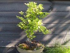 Bonsai cinesische korkulme gebraucht kaufen  Dresden