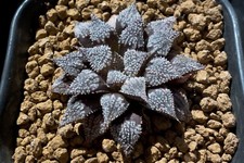 Succulent haworthia star for sale  Albrightsville