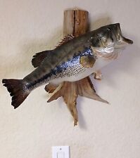 fish wall mount for sale  Port Orange