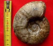 Ammonite barrémien abrytusite d'occasion  La Chapelle-Saint-Luc