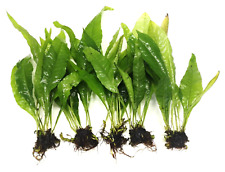 Java fern large for sale  PLYMOUTH