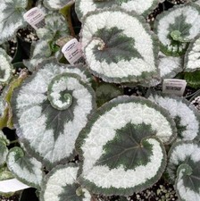 Begonia escargot live for sale  Hudson