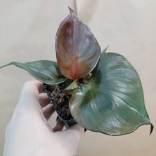 Rare philodendron red for sale  Woodland Hills