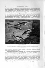 Original old antique for sale  UK