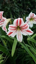 Amaryllis hippeastrum bulbs for sale  Laurens