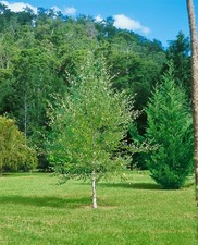 Betula nigra schwarze gebraucht kaufen  Westerstede
