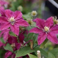 Clematis niobe striking for sale  UK