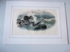 Gravure squale scie d'occasion  Seyssel