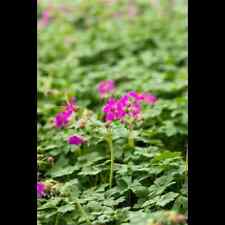 Geranium macrorrhizum czakor gebraucht kaufen  Deutschland