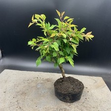 Japanese flowering cherry for sale  HULL