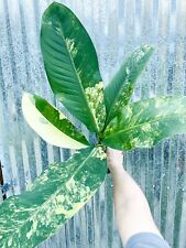 Dieffenbachia big ben for sale  Homestead