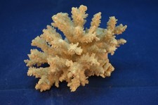 Mineralien sammlung weiße gebraucht kaufen  Rinteln