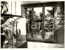 1936 milano tigri usato  Milano