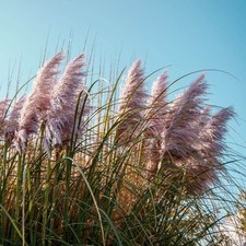 Trawa pampasowa Pink Feather sadzonka w pojemniku  2L na sprzedaż  PL