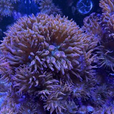 Rainbow bubble tip for sale  Staten Island