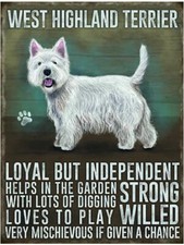 West highland terrier for sale  UK