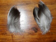 20 PLUMAS GRANDES DE PATO ÁNADE REAL DE BRONCE, ATAR MOSCAS, 4" JOYERÍA ARTE Y ARTESANÍA segunda mano  Embacar hacia Mexico